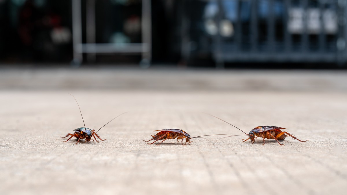 Kako da se rešite bubašvaba bez hemije 