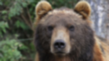Bieszczady: niedźwiedzie nadal aktywne