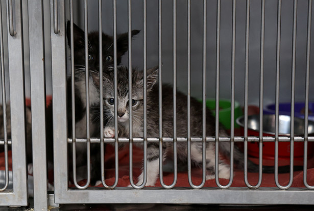 Część schronisk wstrzymuje adopcje zwierząt w okresie okołoświątecznym