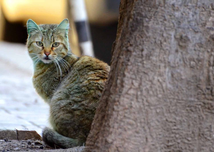 Zelena maca se okupala