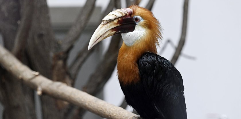 Dzioborożce karbodziobe zawitały do zoo. Stroszą pióra w nowym domu [WIDEO]