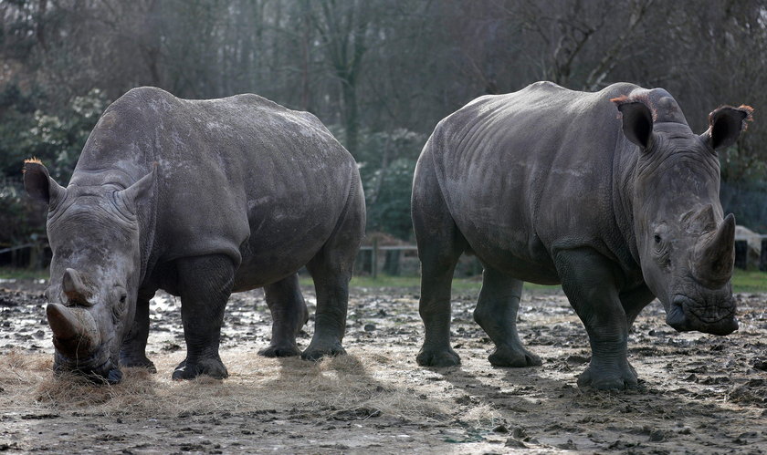Kłusownicy zabili nosorożca w podparyskim zoo