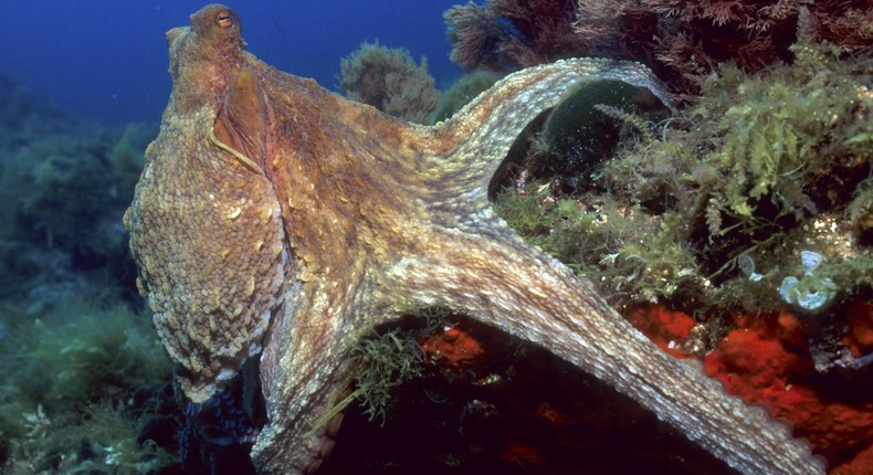 An octopus in the Mediterranean Sea.Kurt AMSLER/Gamma-Rapho via Getty Images