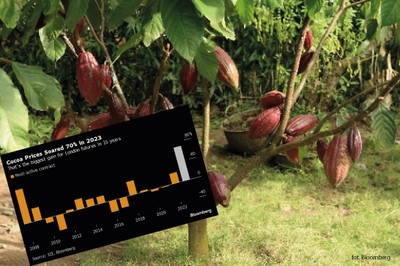 Tanio już było. Fatalne wieści dla konsumentów czekolady