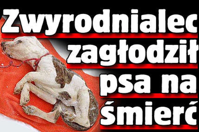 Zwyrodnialec zagłodził psa na śmierć