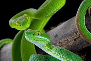 Trimeresurus macrops – to jedne z najgroźniejszych gatunków węży. 