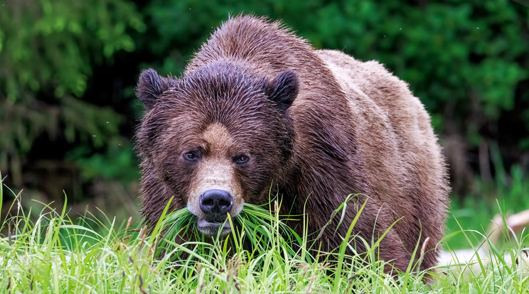 Halálos medvetámadás történt Kanadában: egy párt és a kutyáját ölte meg a grizzly / Illusztráció: Northfoto