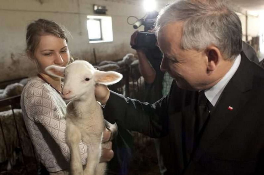 Kaczyński z owieczką. Foto