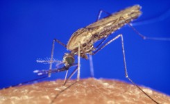 Komary malaryczne adaptują się do nowych środowisk, zadomowiają się w miastach