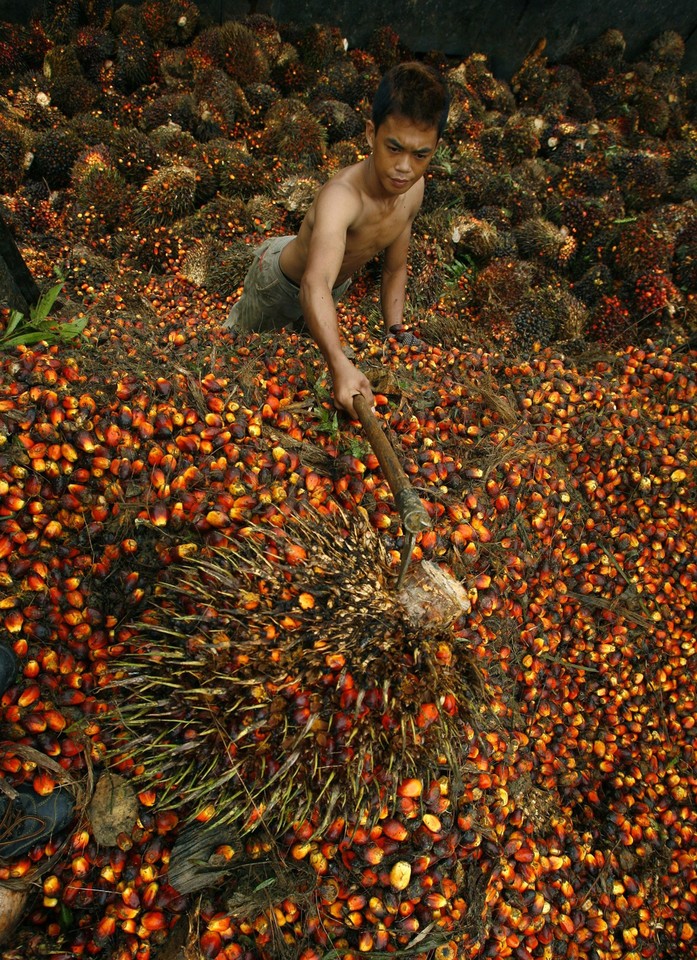 2010-08-10T080820Z_01_ENV02_RTRIDSP_3_INDONESIA-PALMOIL-PLANTATIONS.jpg