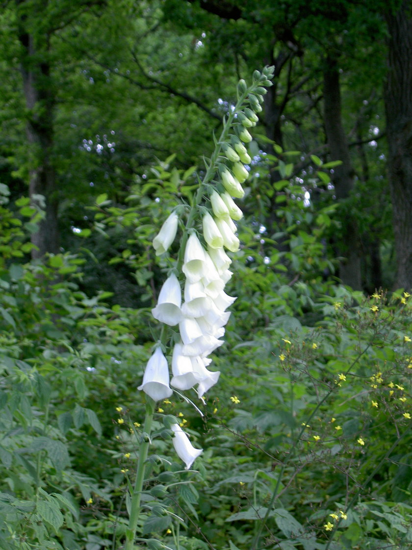 Naparstnica purpurowa