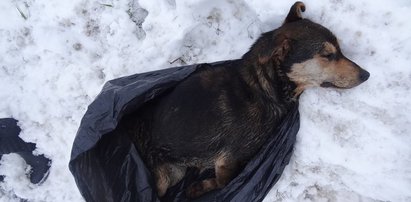 Nie żyje suczka porzucona w worku