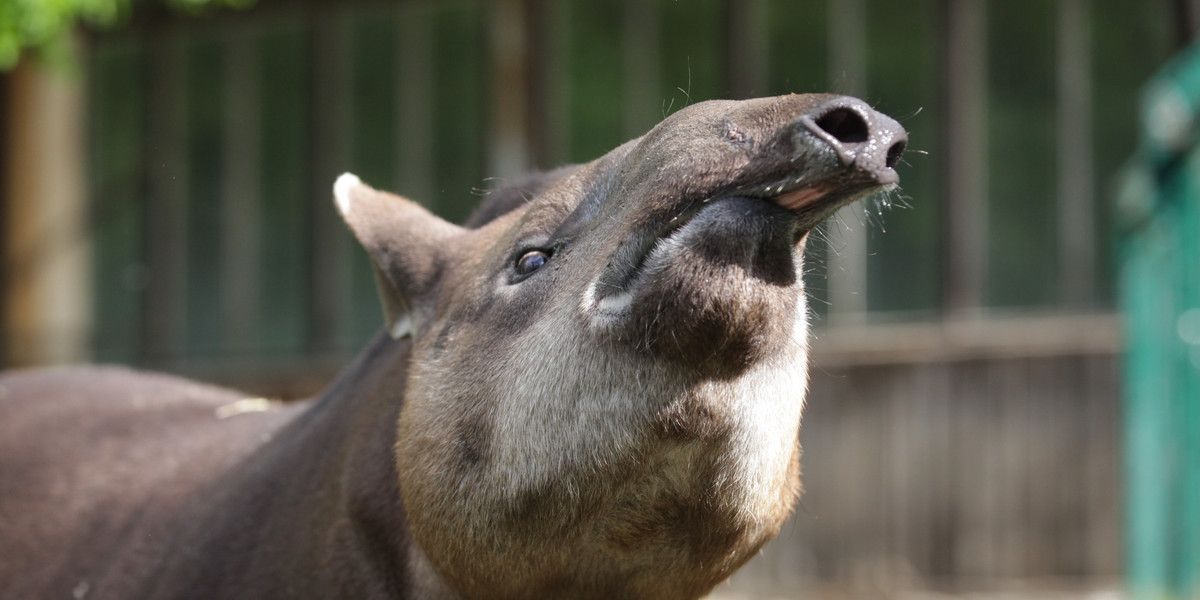 tapir zoo dgańsk