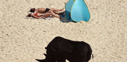 Co nosorożec robi na plaży? Chce zaatakować?