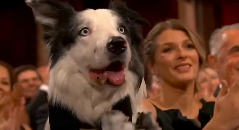 Messi the Border Collie and his trainer, Laura Martin Contini, at the 2024 Oscars.ABC/YouTube