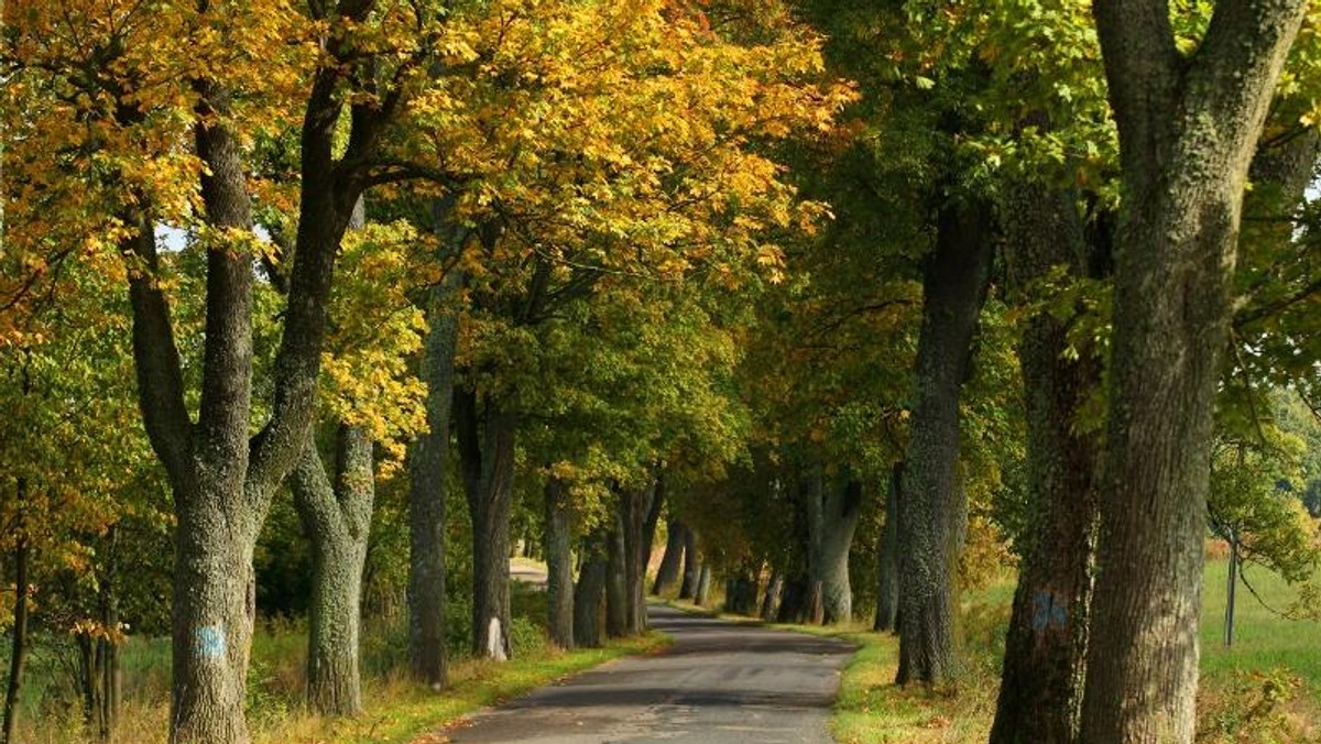 Jesień jak na razie jest pogodna, ale bardzo chłodna 