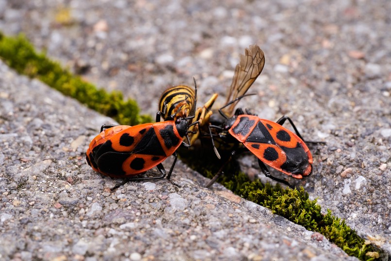 Kowal bezskrzydły kowale bezskrzydłe Pyrrhocoris apterus owad owady ogród Vespula,Germanica,,European,Wasp,,German,Wasp,,Or,German,Yellowjacket,Is