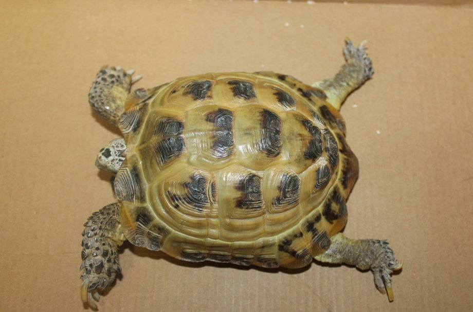 żółw stepowy