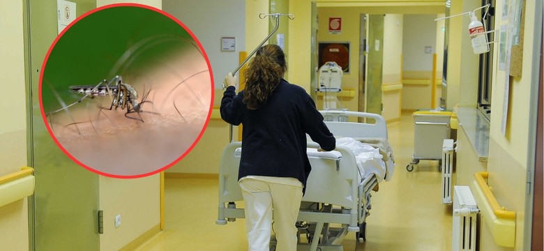 Tropikalny wirus zaatakował we Włoszech. "Sytuacja poza kontrolą"