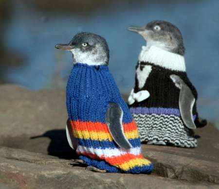 109-letni Australijczyk robi sweterki na drutach dla zagrożonych pingwinów. 