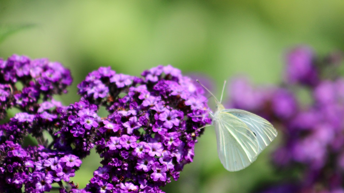 Heliotrop ili plava vanila 