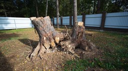 jakie drzewa można wyciąć bez zezwolenia na własnej działce 2026? nowe przepisy wycinki drzew na prywatnej posesji gov