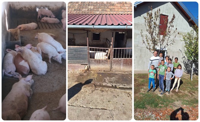 Farma svinja Jasne Dulić u Đurđinu