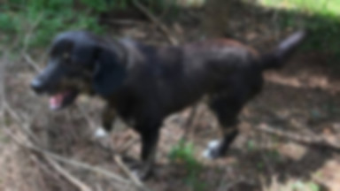 Pies ze związanymi łapami porzucony w lesie. Właściciela pomogli namierzyć internauci