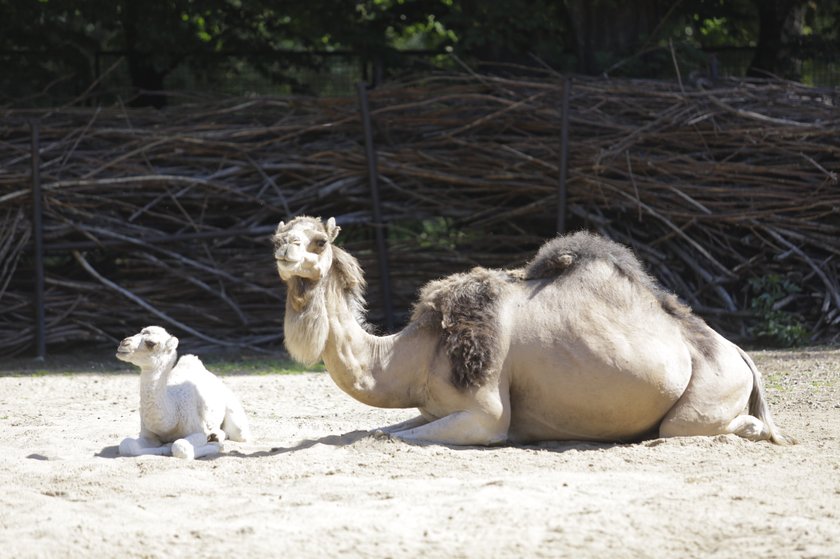 Zoo Wrocław