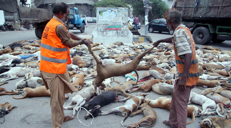 Azért mérgezték mega kutyákat, hogy ne támadjanak meg több ezer embert évente/ Fotó: Profimedia-Reddot