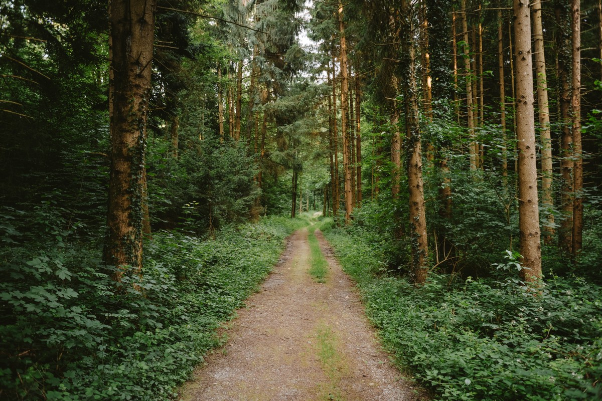 - W maju 2025 r. utworzono największy od 22 lat rezerwat przyrody, tj. „Bliżyńskie Lasy Naturalne”, o powierzchni niemal 3 tys. ha. W tym roku planowane jest utworzenie kilkudziesięciu nowych rezerwatów przyrody – mówi rzeczniczka GDOŚ.