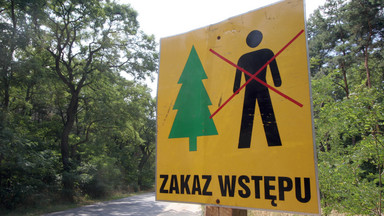 Plaga owadów w Polsce. Ludzie nie wychodzą z domów, zakaz wstępu do lasów