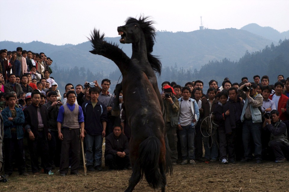 CHINA LUNAR NEW YEAR HORSES FIGHT