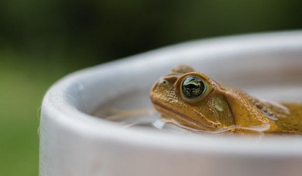 130 jadowitych żab odkryto w bagażu. Kobieta oskarżona o handel dziką przyrodą