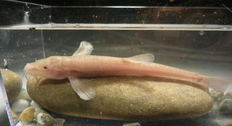 The cave loach was first spotted in the dark, frigid underground caverns at the junction of the Danube River and Aachtopf springs in southern Germany