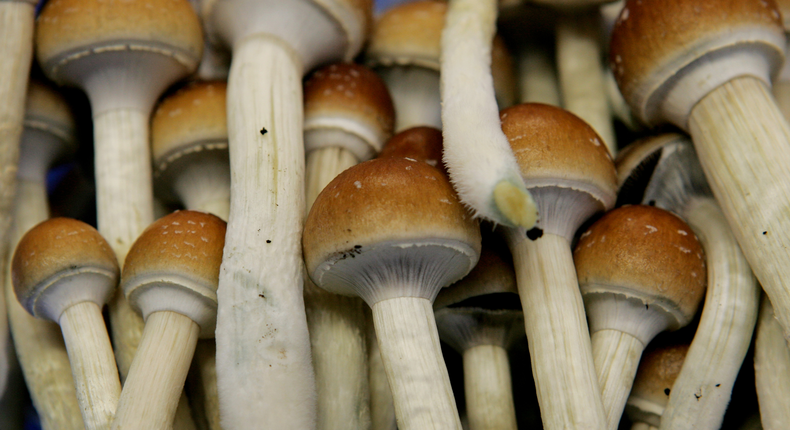Magic mushrooms are seen at the Procare farm in Hazerswoude, central Netherlands, in August 2007.