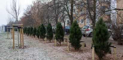 Park osłonowy na Naramowicach. Ma chronić przed spalinami i hałasem