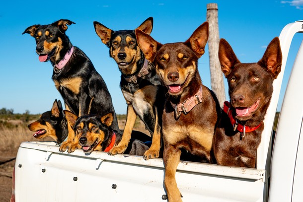 Which global dog breed is your perfect match?