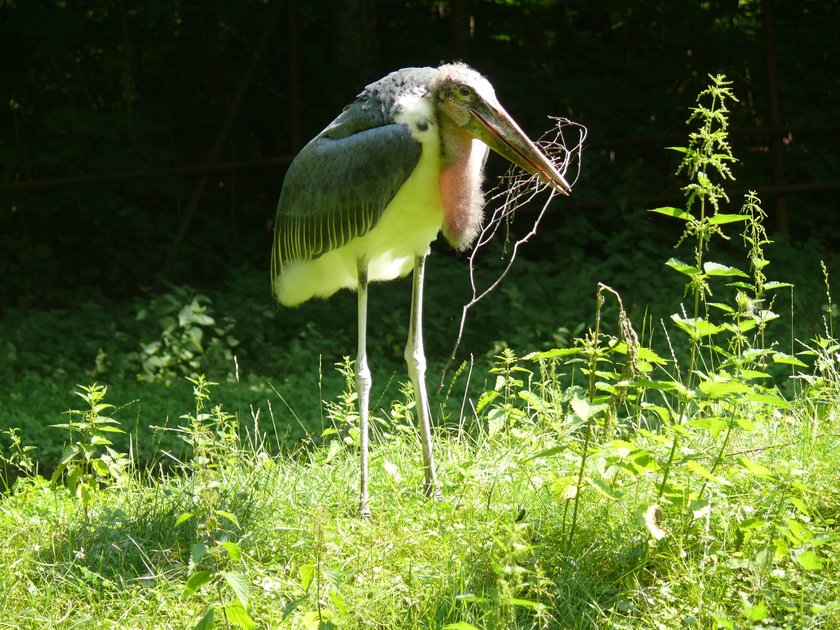 Romantyczna historia marabutów z ZOO w Poznaniu