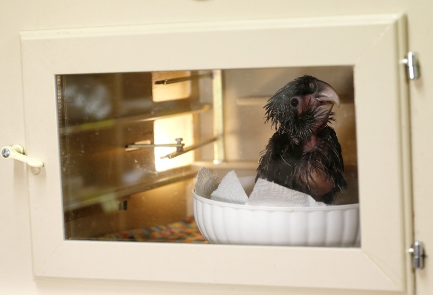 Radoznali stanovnik praškog zoo vrta