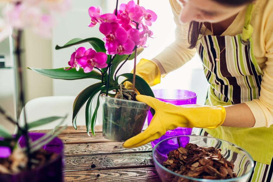 Ezt érdemes tenni az orchideákkal! Fotó: Shutterstock