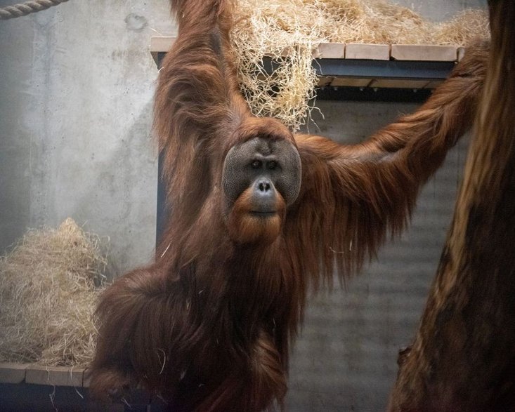 Pierwsze orangutany w historii zamieszkały w łódzkim ZOO