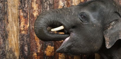 Witaj słoniu w chorzowskim zoo