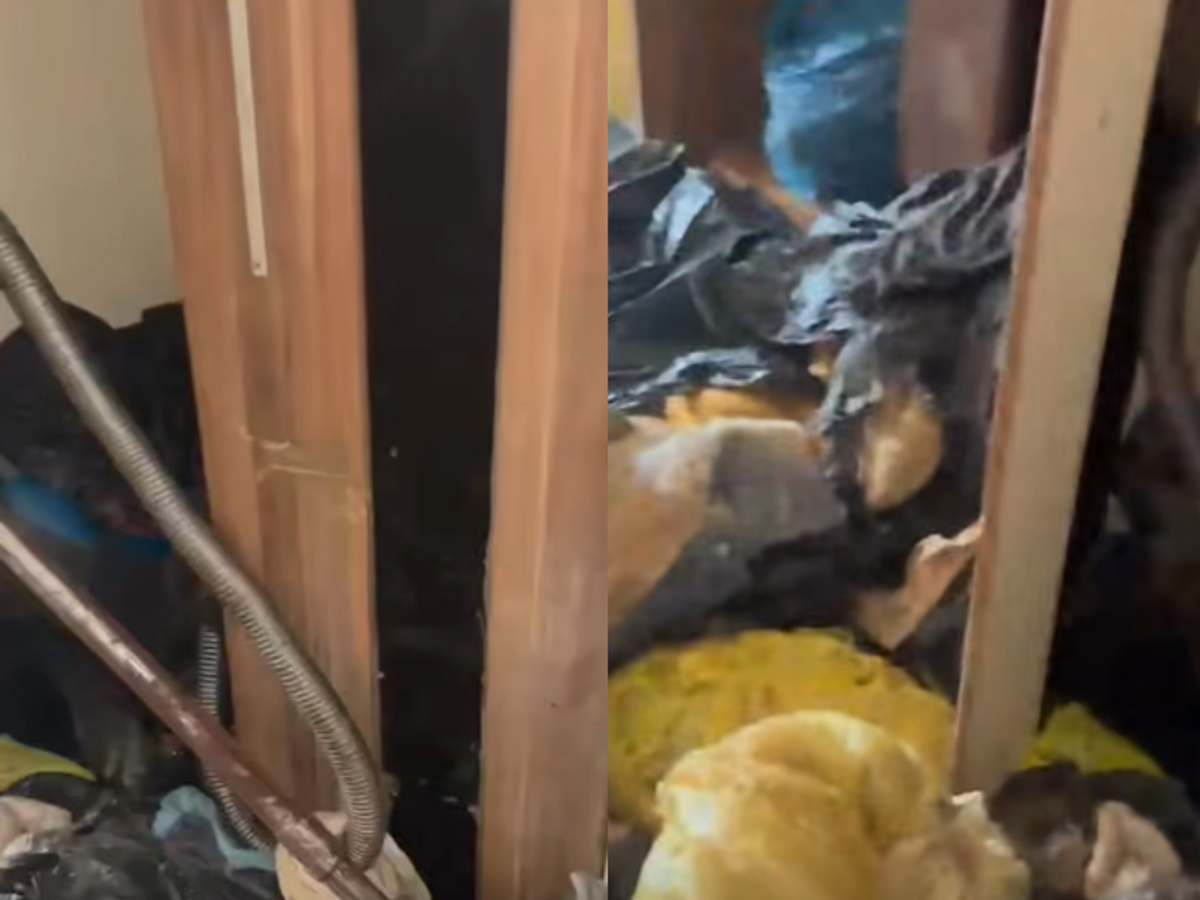 Prizori užasa u stanu od 47 kvadrata! Pronađeno 89 mačaka: Krile se iza ormara i vreća punih fekalija (FOTO/VIDEO)