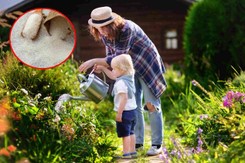 Wystarczy rozpuścić w wodzie i podlewać tym rośliny. Będą rosły jak szalone