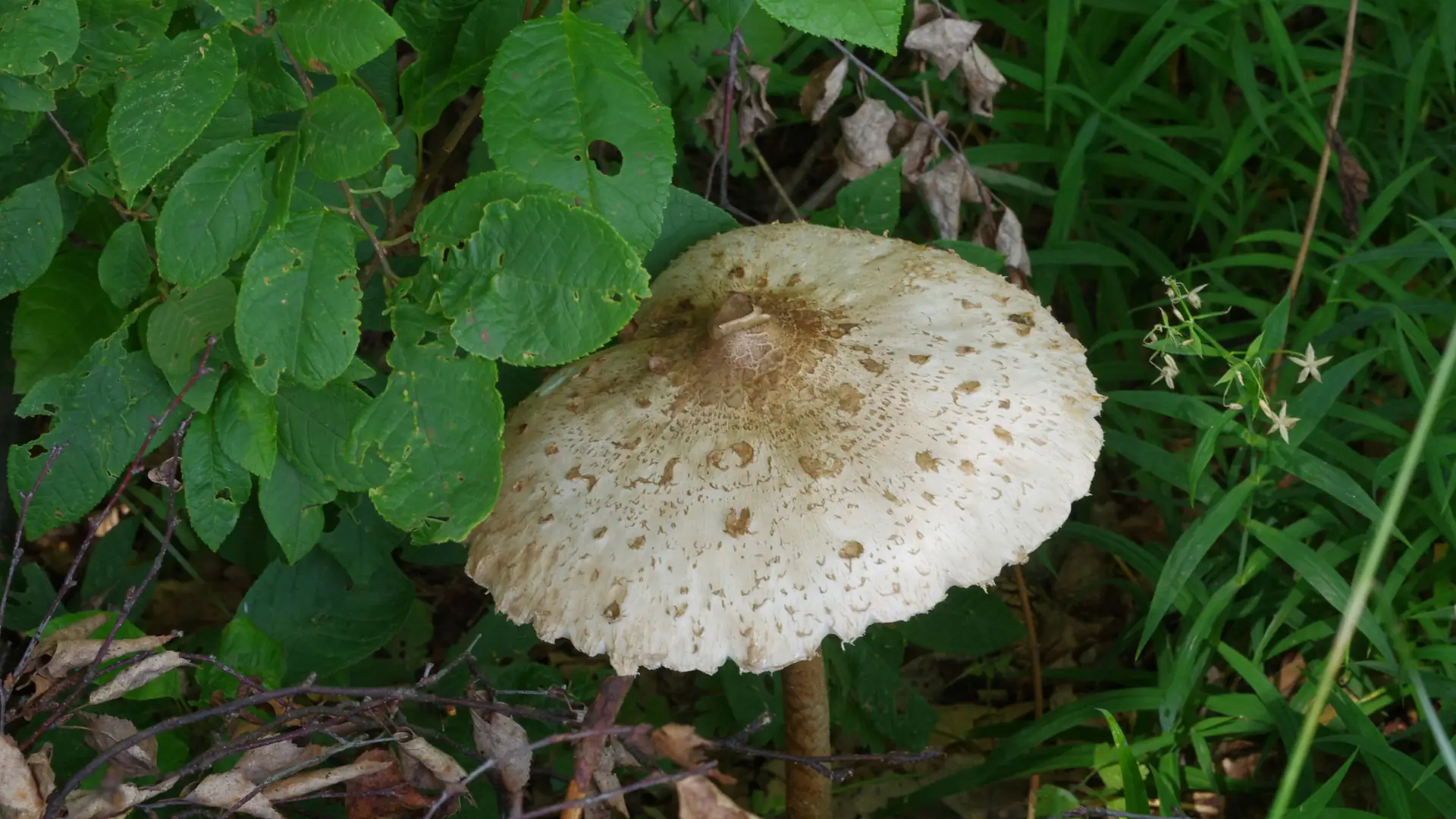 Przepis na flaki z kani: świetny sposób na wykorzystanie grzybów