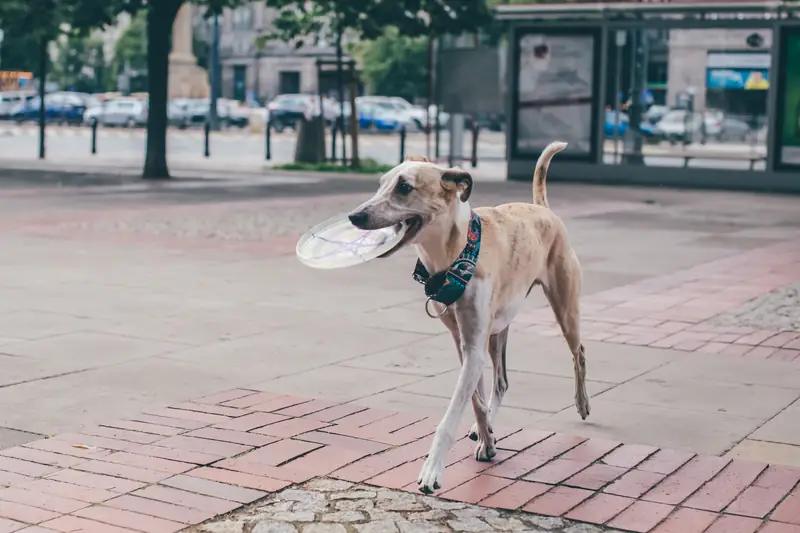 Ozzy jest fanem frisbee