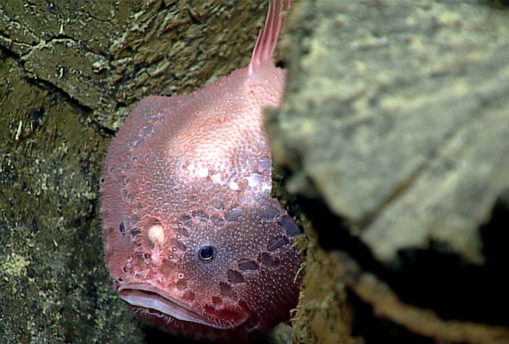 Żabnica głębinowa żyjąca w bazaltach poduszkowych. Pomiędzy jej oczami widać okrągłą przynętę