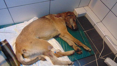 Władysławowo: Skatowany i żywcem zakopany pies. Zwierzę cudem uratowano