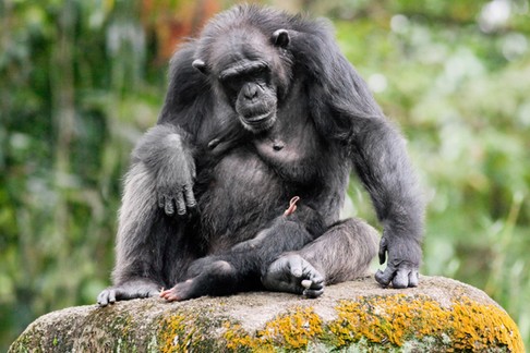 Portrait of a chimpanzee and child